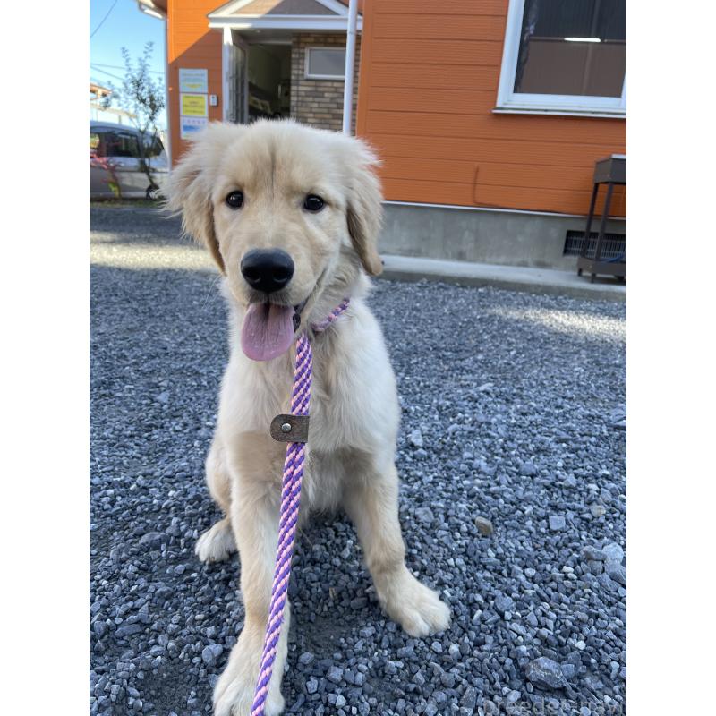 成約済の茨城県のゴールデンレトリーバー-410330の3枚目