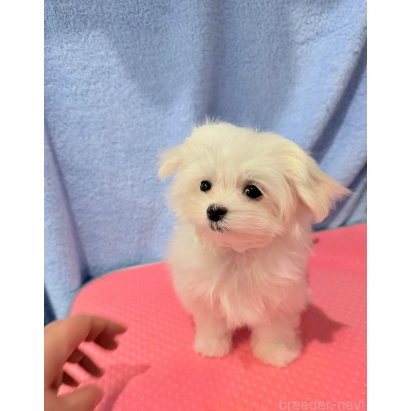 販売中の山形県のマルチーズ-426419の4枚目