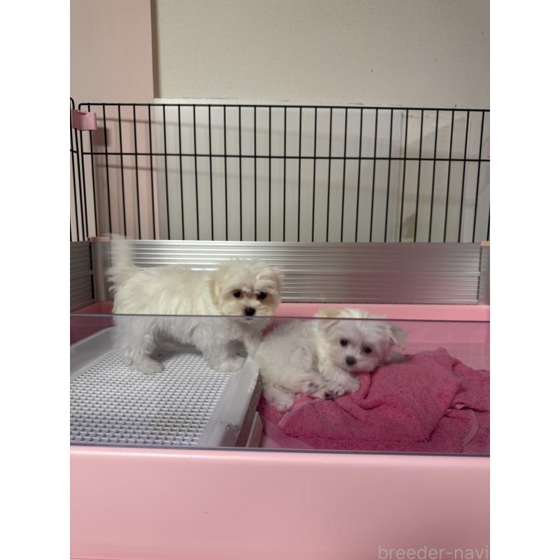 販売中の山形県のマルチーズ-426419の3枚目