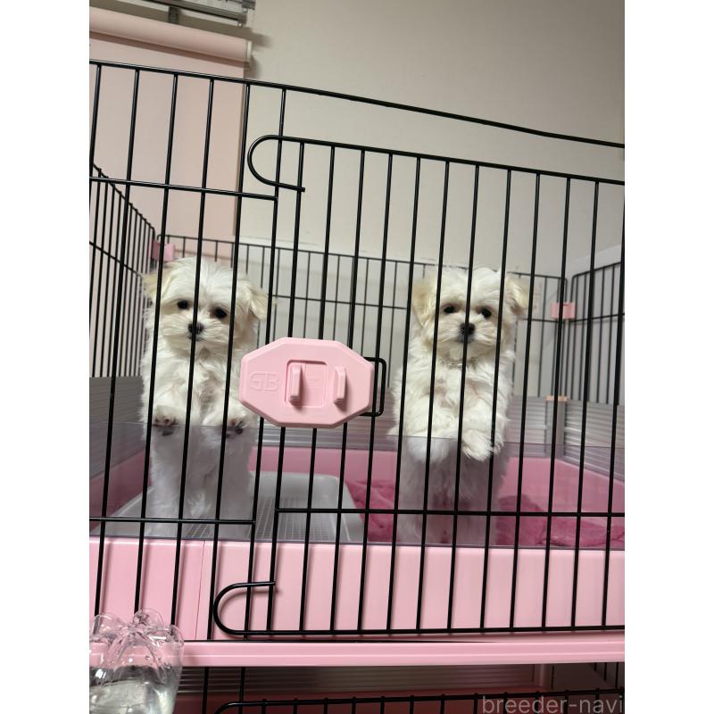 販売中の山形県のマルチーズ-426419の2枚目