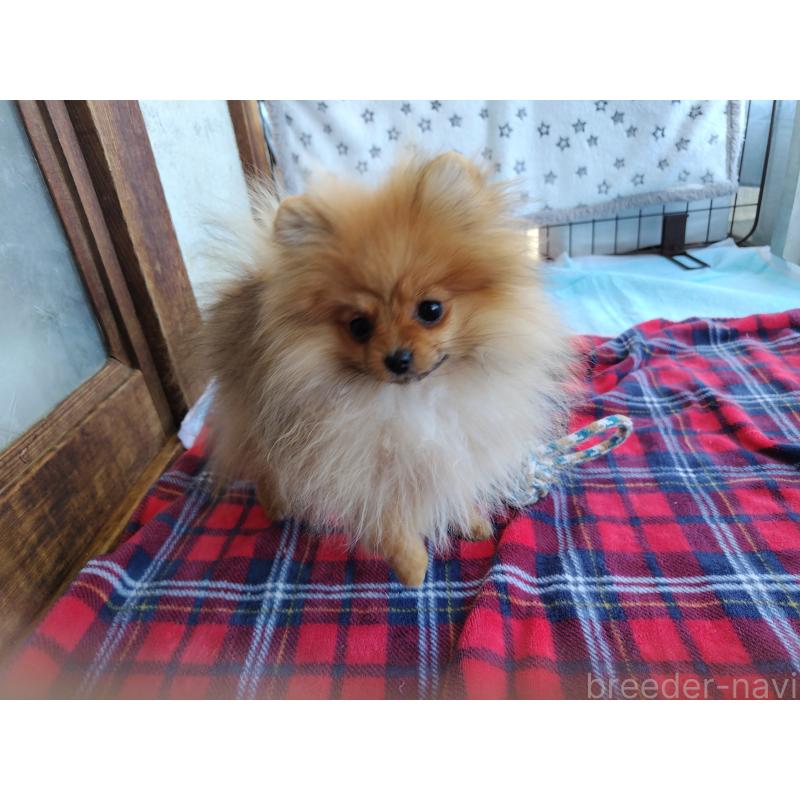販売中の栃木県のポメラニアン-415883の4枚目