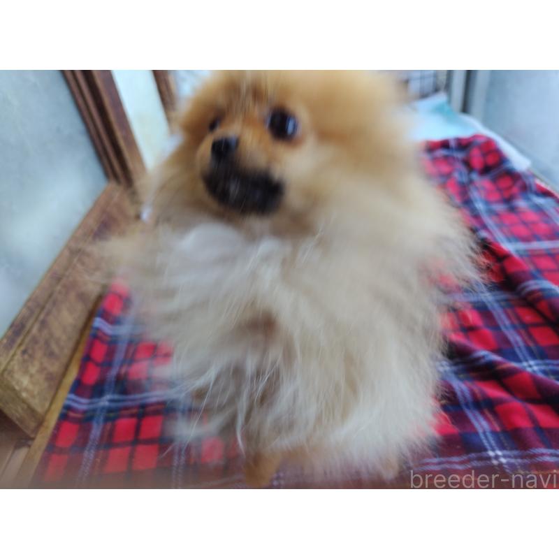 販売中の栃木県のポメラニアン-415883の3枚目