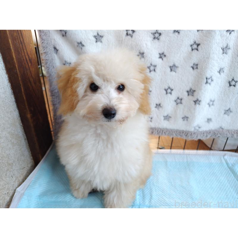 販売中の栃木県のトイプードル-415868の5枚目