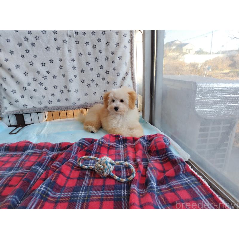 販売中の栃木県のトイプードル-415868の4枚目