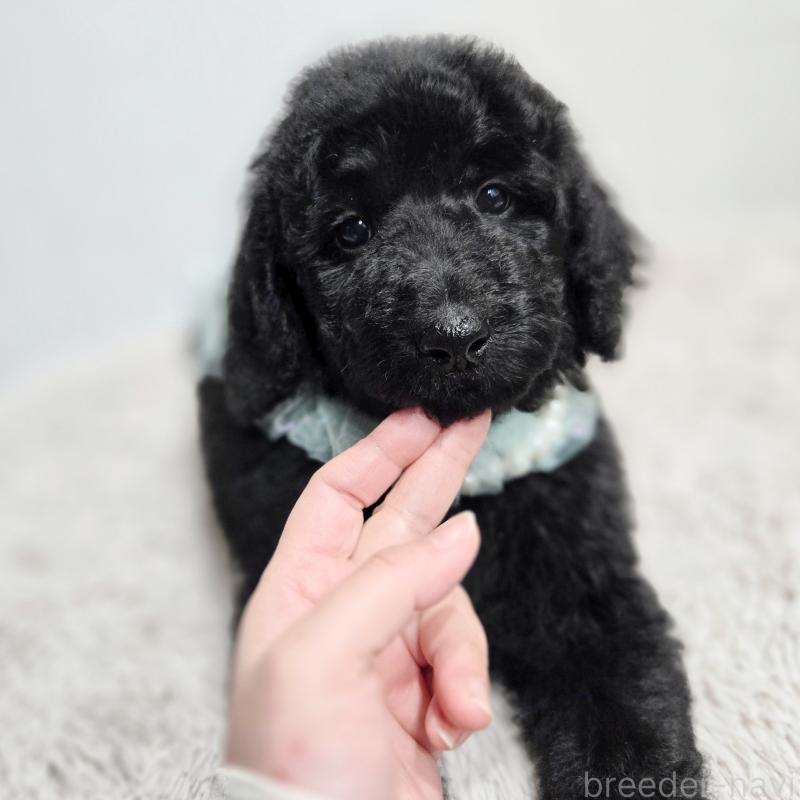 販売中の石川県のスタンダードプードル-435751の1枚目