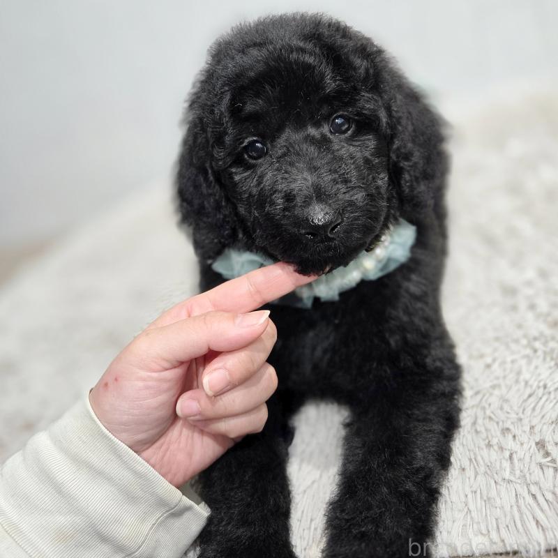 販売中の石川県のスタンダードプードル-435751の12枚目