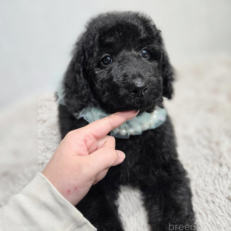 販売中の石川県のスタンダードプードル-435751の11枚目