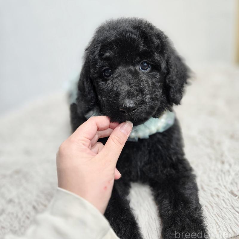 販売中の石川県のスタンダードプードル-435751の10枚目