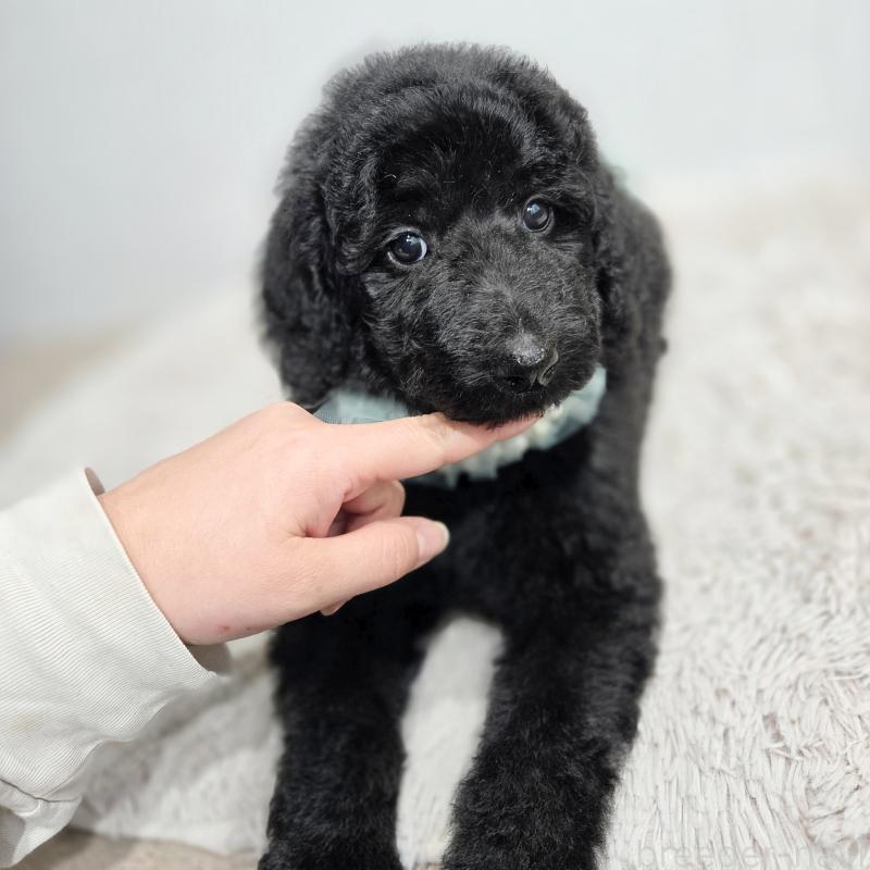 販売中の石川県のスタンダードプードル-435751の9枚目