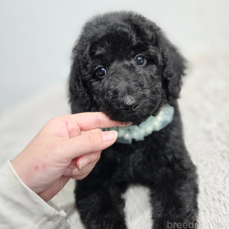 販売中の石川県のスタンダードプードル-435751の8枚目