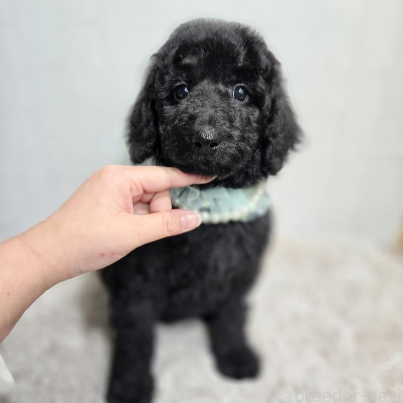 販売中の石川県のスタンダードプードル-435751の7枚目