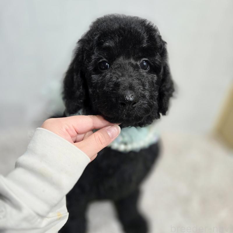 販売中の石川県のスタンダードプードル-435751の6枚目