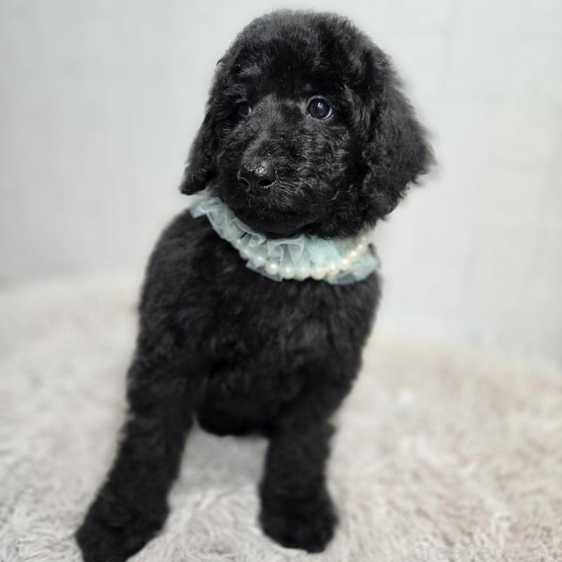 販売中の石川県のスタンダードプードル-435751の5枚目