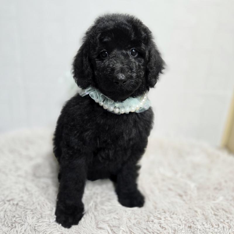 販売中の石川県のスタンダードプードル-435751の3枚目