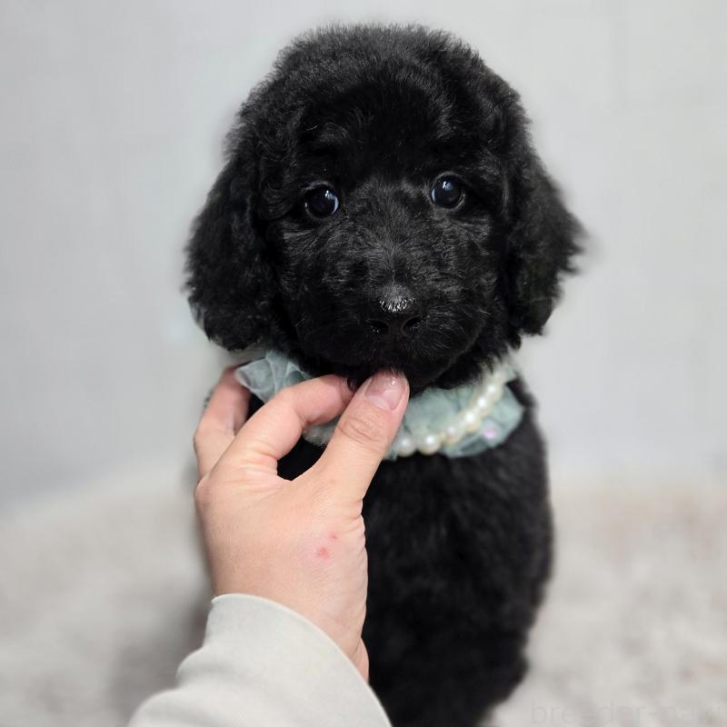 販売中の石川県のスタンダードプードル-435751の2枚目