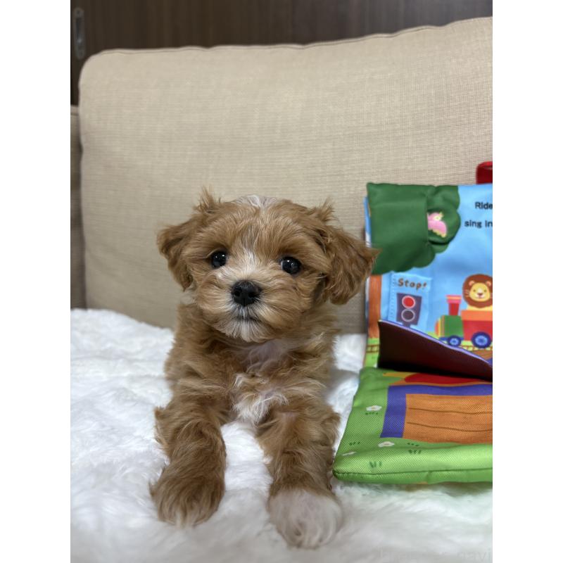 販売中の熊本県のミックス犬-425307の3枚目