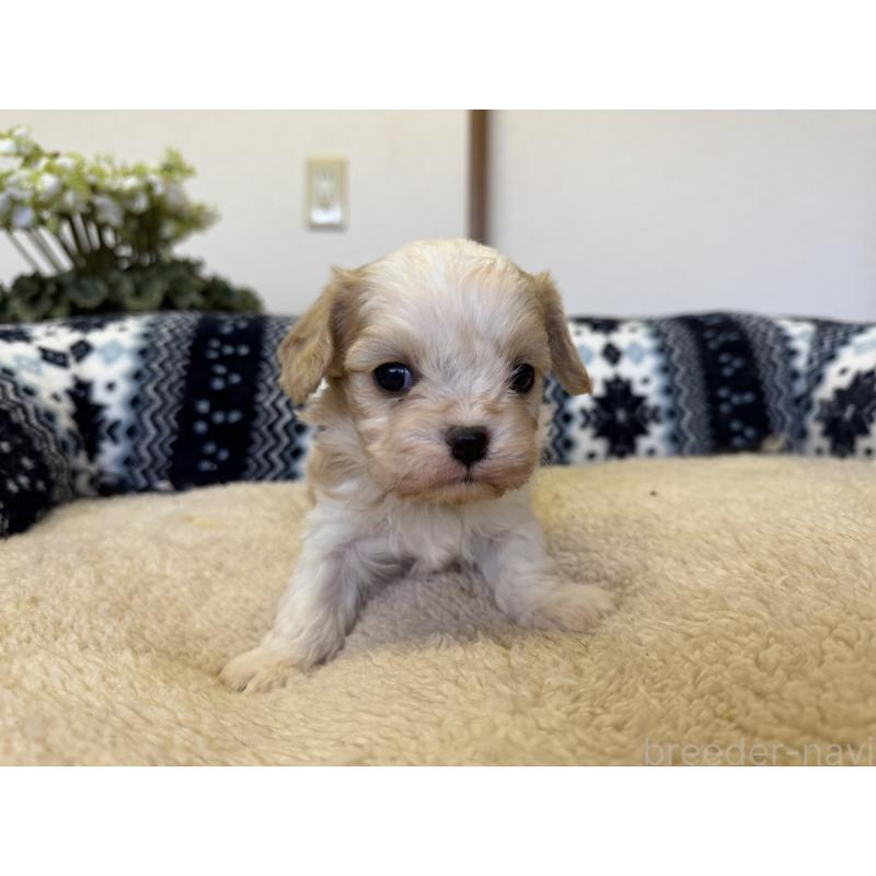 販売中の福岡県のミックス犬-435753の7枚目