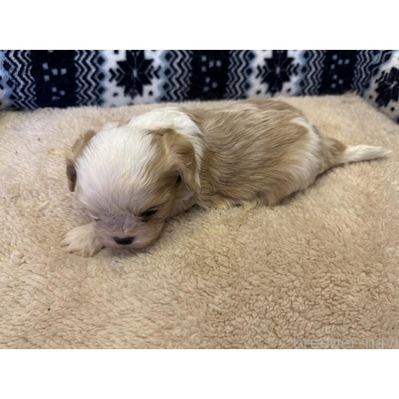 販売中の福岡県のミックス犬-435753の5枚目