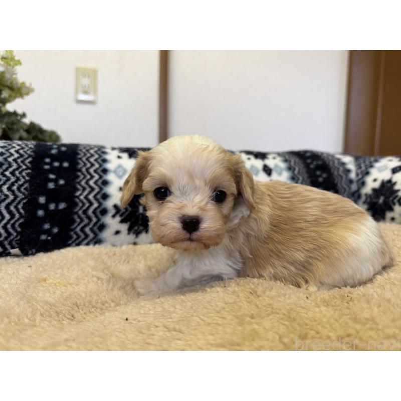 販売中の福岡県のミックス犬-435753の4枚目