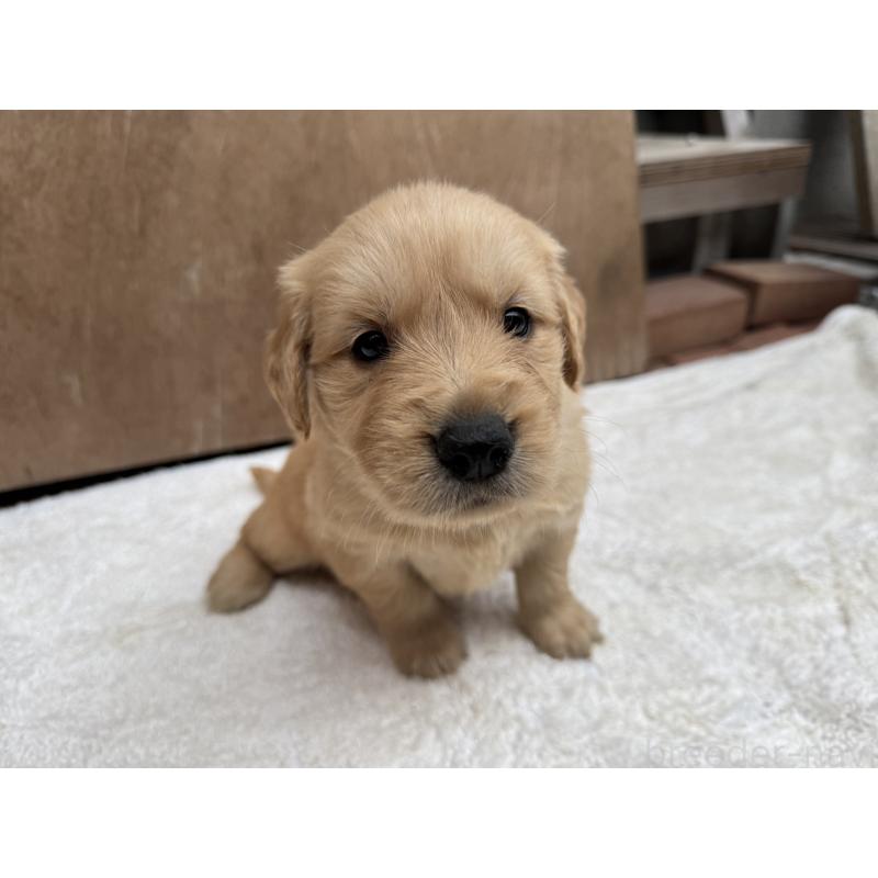 販売中の福岡県のゴールデンレトリーバー-435754の7枚目