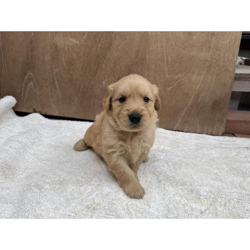 販売中の福岡県のゴールデンレトリーバー-435754の5枚目