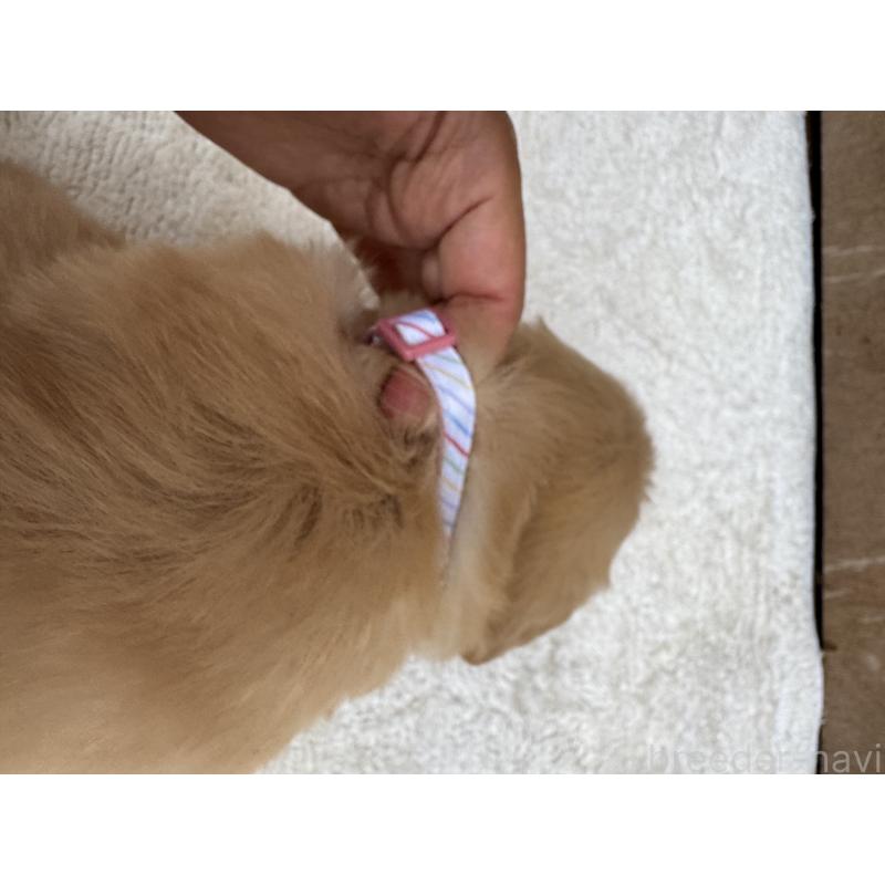 販売中の福岡県のゴールデンレトリーバー-435754の4枚目