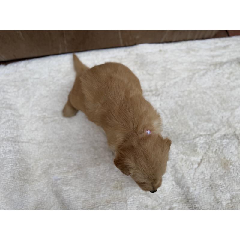 販売中の福岡県のゴールデンレトリーバー-435754の3枚目