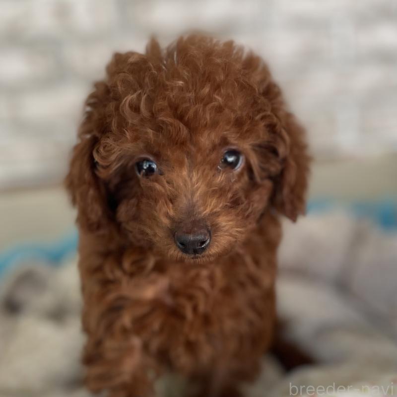 販売中の熊本県のトイプードル-435755の1枚目