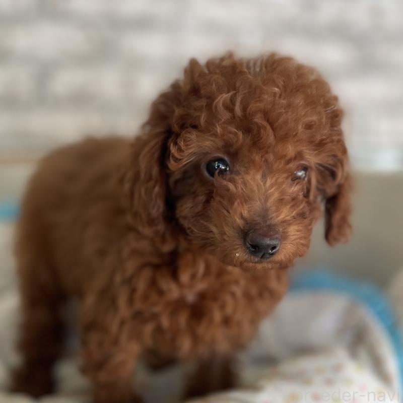 販売中の熊本県のトイプードル-435755の7枚目