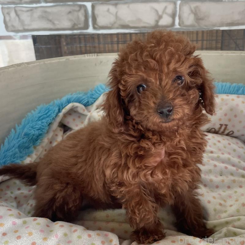 販売中の熊本県のトイプードル-435755の5枚目