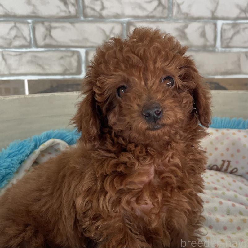 販売中の熊本県のトイプードル-435755の3枚目