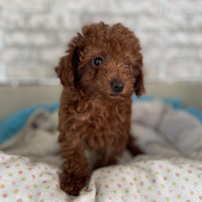 販売中の熊本県のトイプードル-435755の2枚目