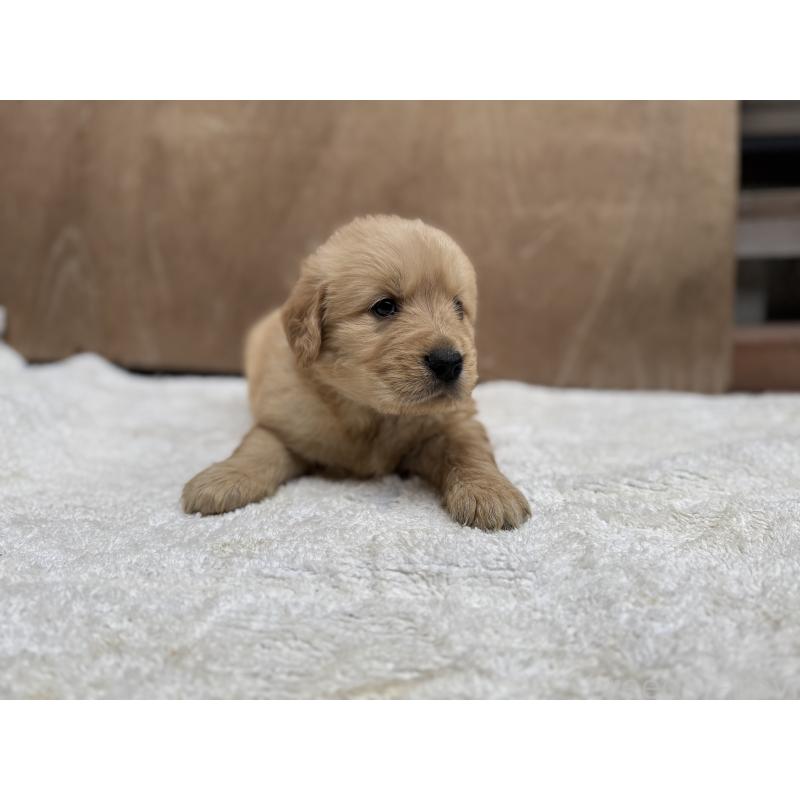 販売中の福岡県のゴールデンレトリーバー-435756の5枚目