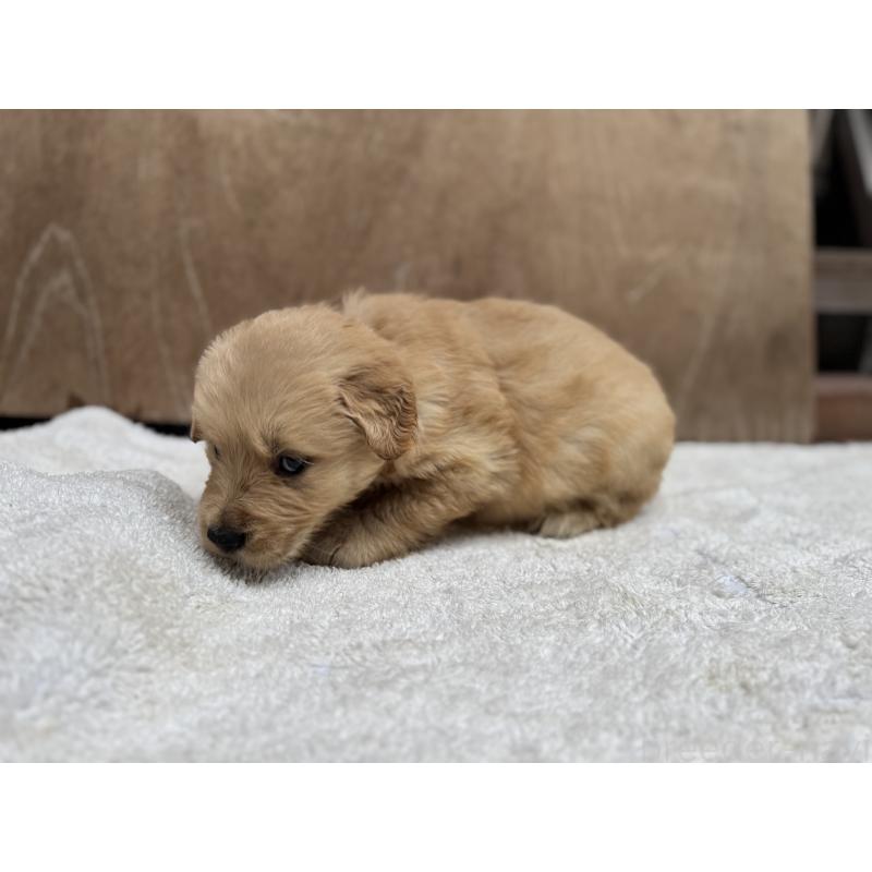 販売中の福岡県のゴールデンレトリーバー-435756の4枚目