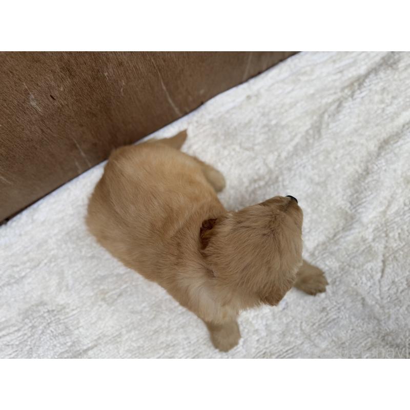 販売中の福岡県のゴールデンレトリーバー-435756の3枚目