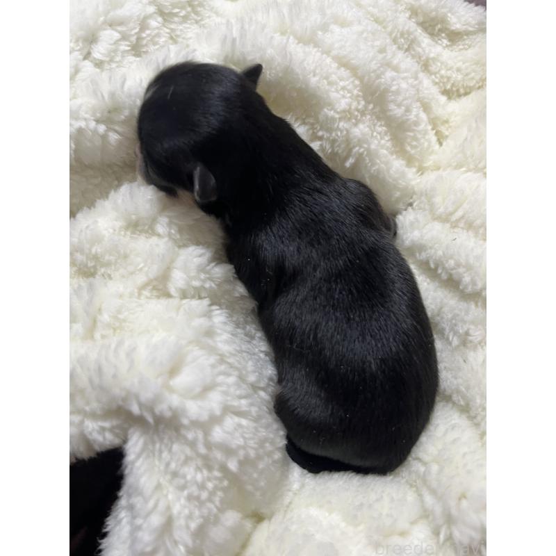 販売中の愛知県のチワワ(ロングコート)-435354の5枚目