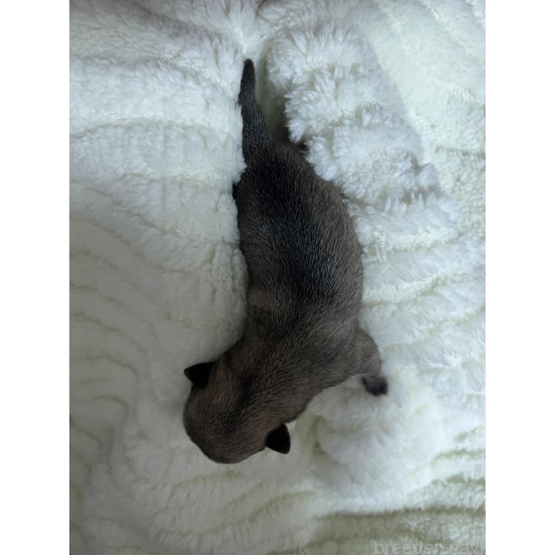 販売中の愛知県のチワワ(スムースコート)-435352の6枚目