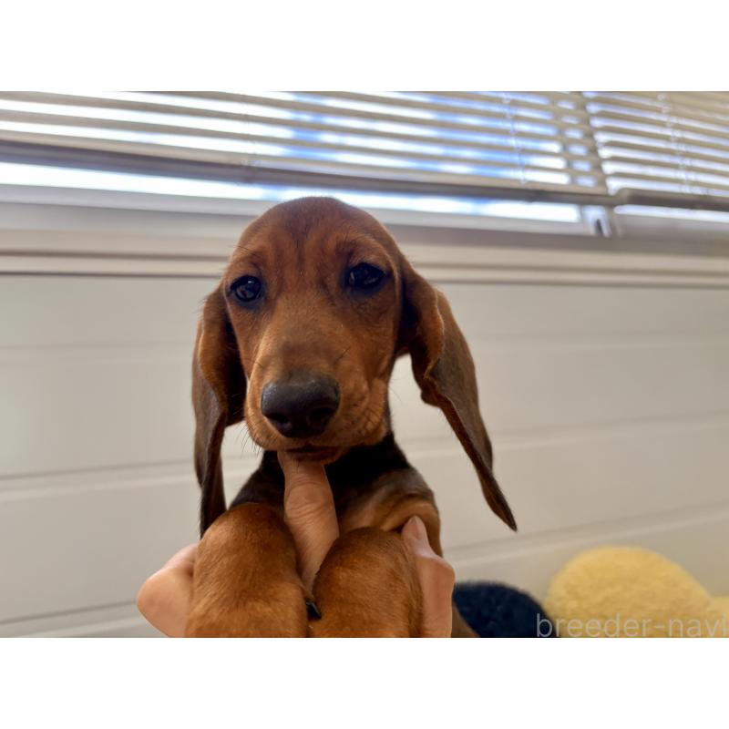 販売中の千葉県のスタンダードダックスフンド-414656の3枚目