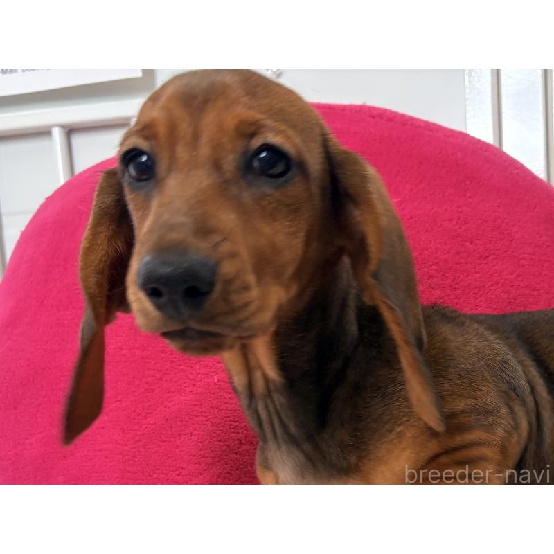 販売中の千葉県のスタンダードダックスフンド-414656の2枚目