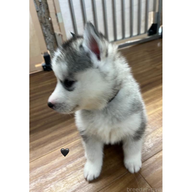 販売中の青森県のシベリアンハスキー-431601の11枚目