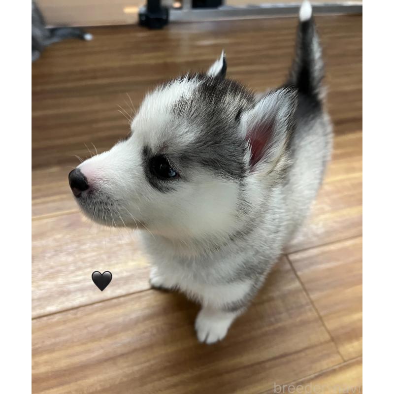 販売中の青森県のシベリアンハスキー-431601の10枚目