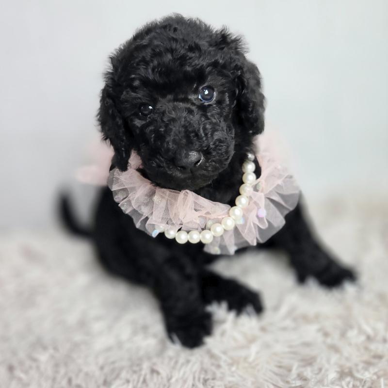 販売中の石川県のスタンダードプードル-435858の6枚目