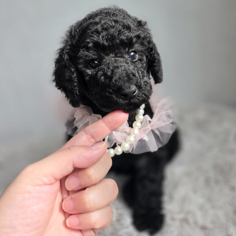 販売中の石川県のスタンダードプードル-435858の4枚目