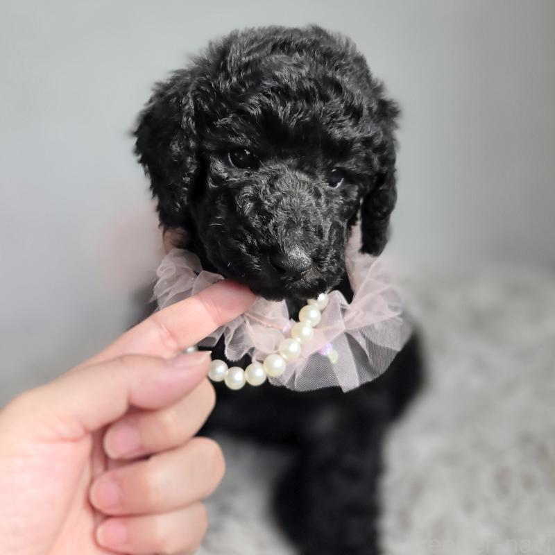 販売中の石川県のスタンダードプードル-435858の3枚目