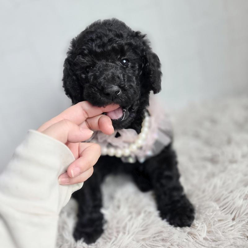 販売中の石川県のスタンダードプードル-435858の2枚目