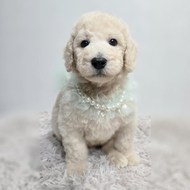 販売中の石川県のスタンダードプードル-435859の6枚目