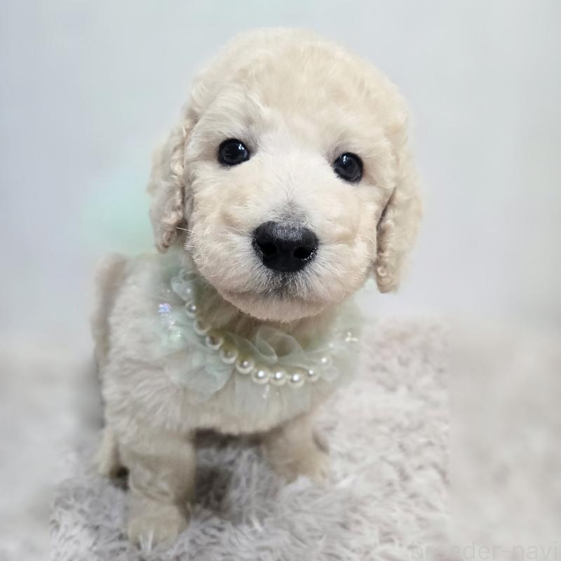 販売中の石川県のスタンダードプードル-435859の4枚目