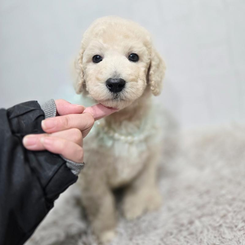 販売中の石川県のスタンダードプードル-435859の3枚目