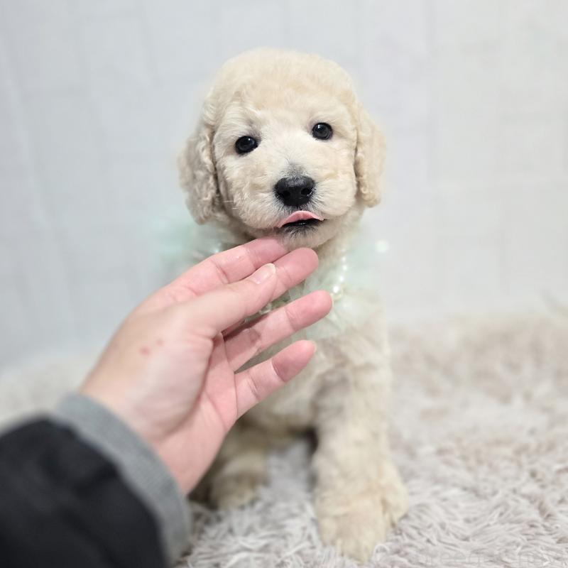 販売中の石川県のスタンダードプードル-435859の2枚目