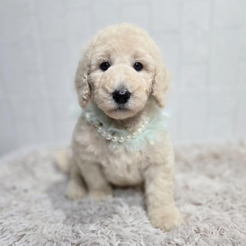 販売中の石川県のスタンダードプードル-435860の1枚目